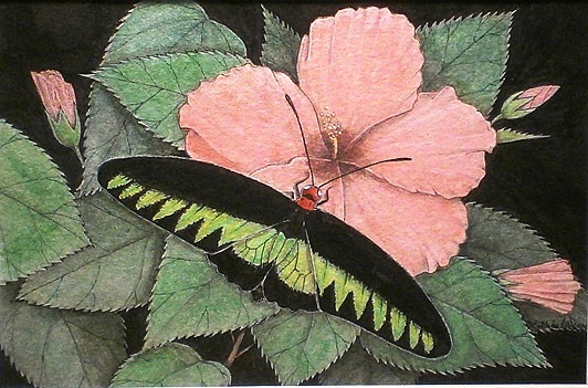 Rajah-Brookes-Birdwing---Lo.jpg
