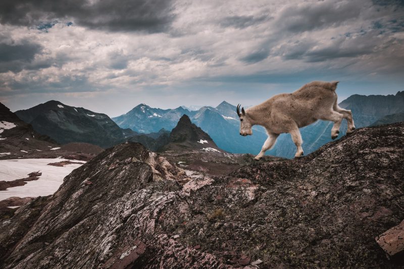 “The Wildest Rockies” opens at C.M. Russell Museum